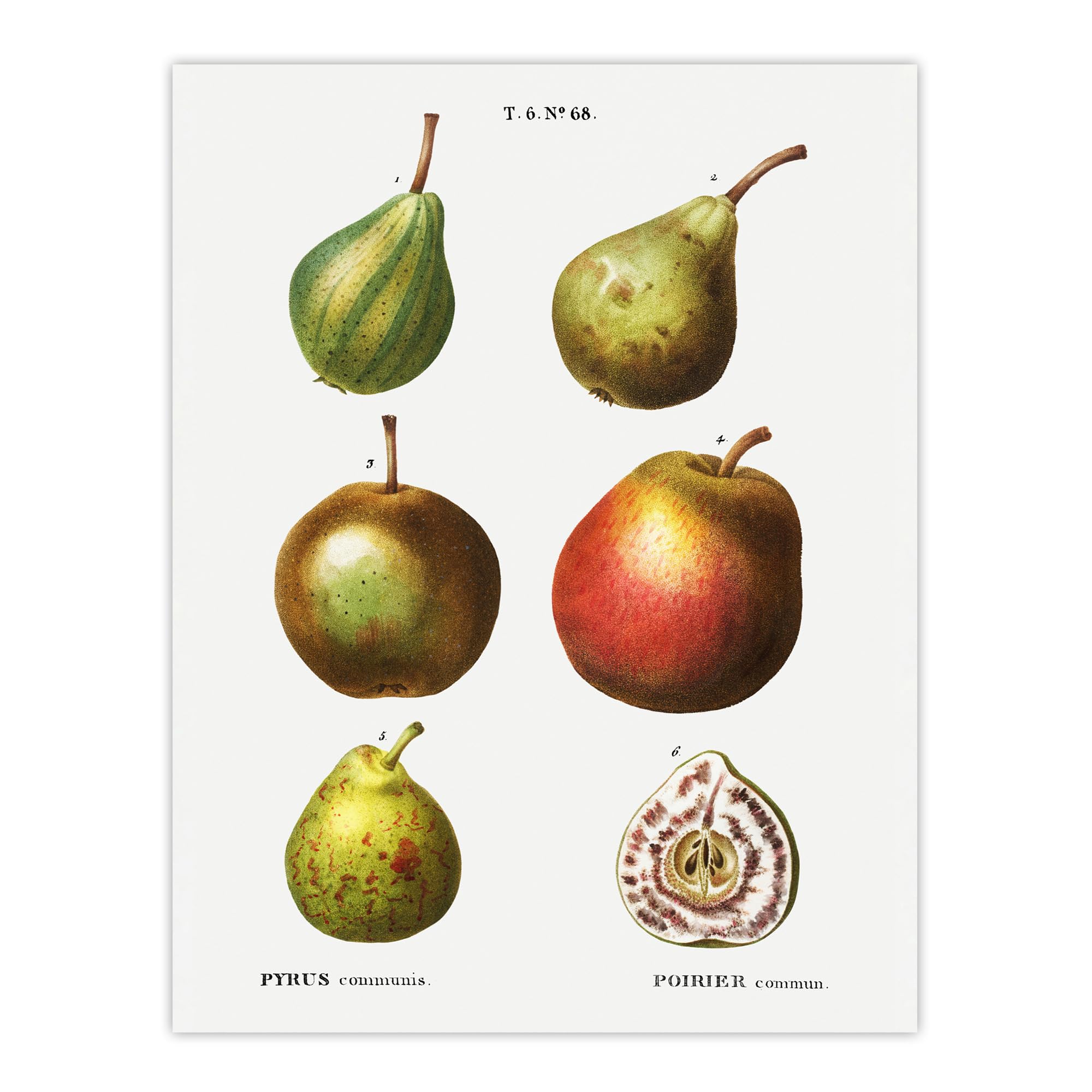 Artery8 Pear Fruit Varieties Unframed Wall Art Print Poster 12X16 Artwork By Redoute : Vintage Orchard Artwork Bringing Timeless Charm And Warmth To Rustic Interiors