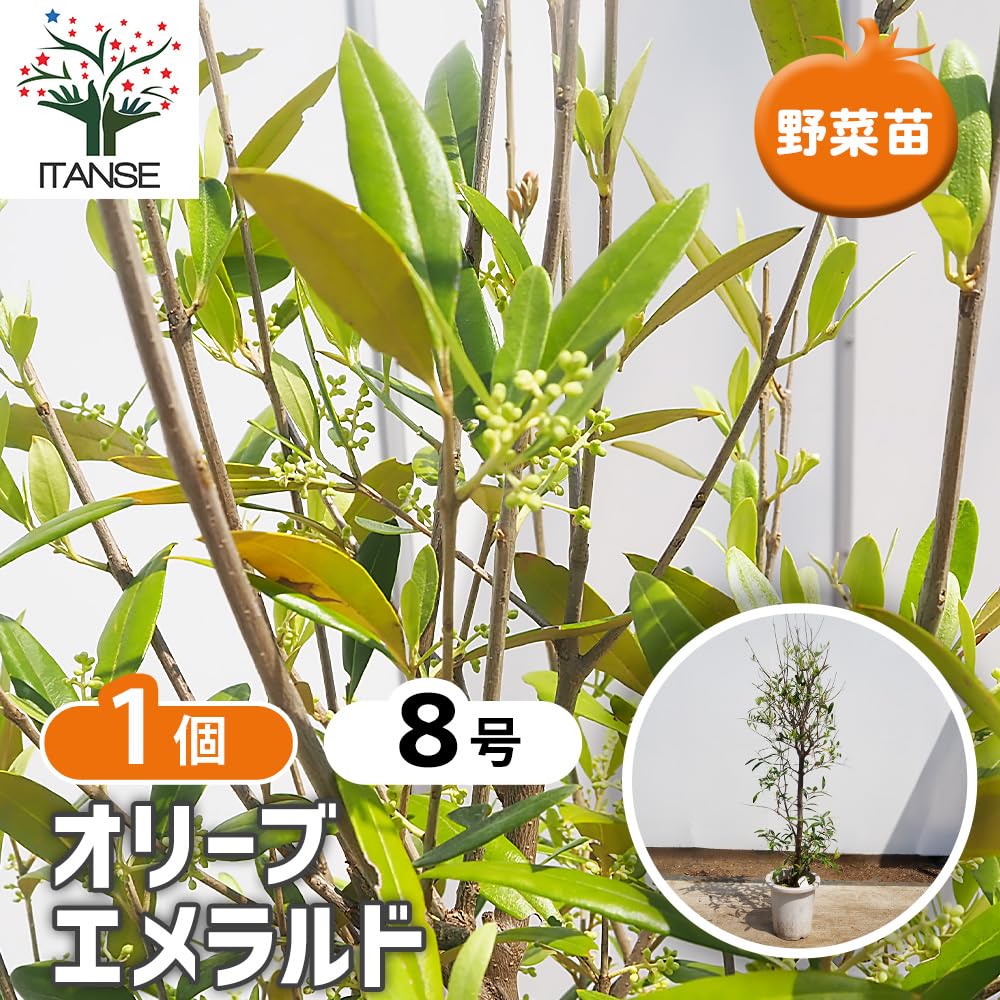 Amazon.co.jp: ITANSE オリーブ エメラルド 8号 1個売り 観葉