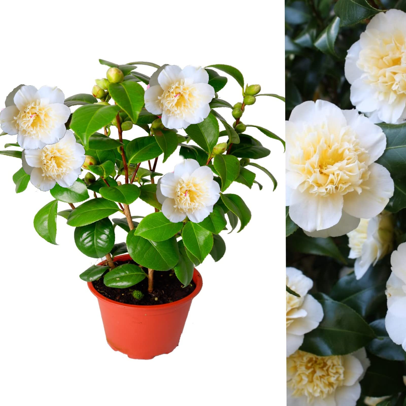 Buy Camellia Japonica 'Golden Anniversary' Evergreen Shrub in 13 cm Pot