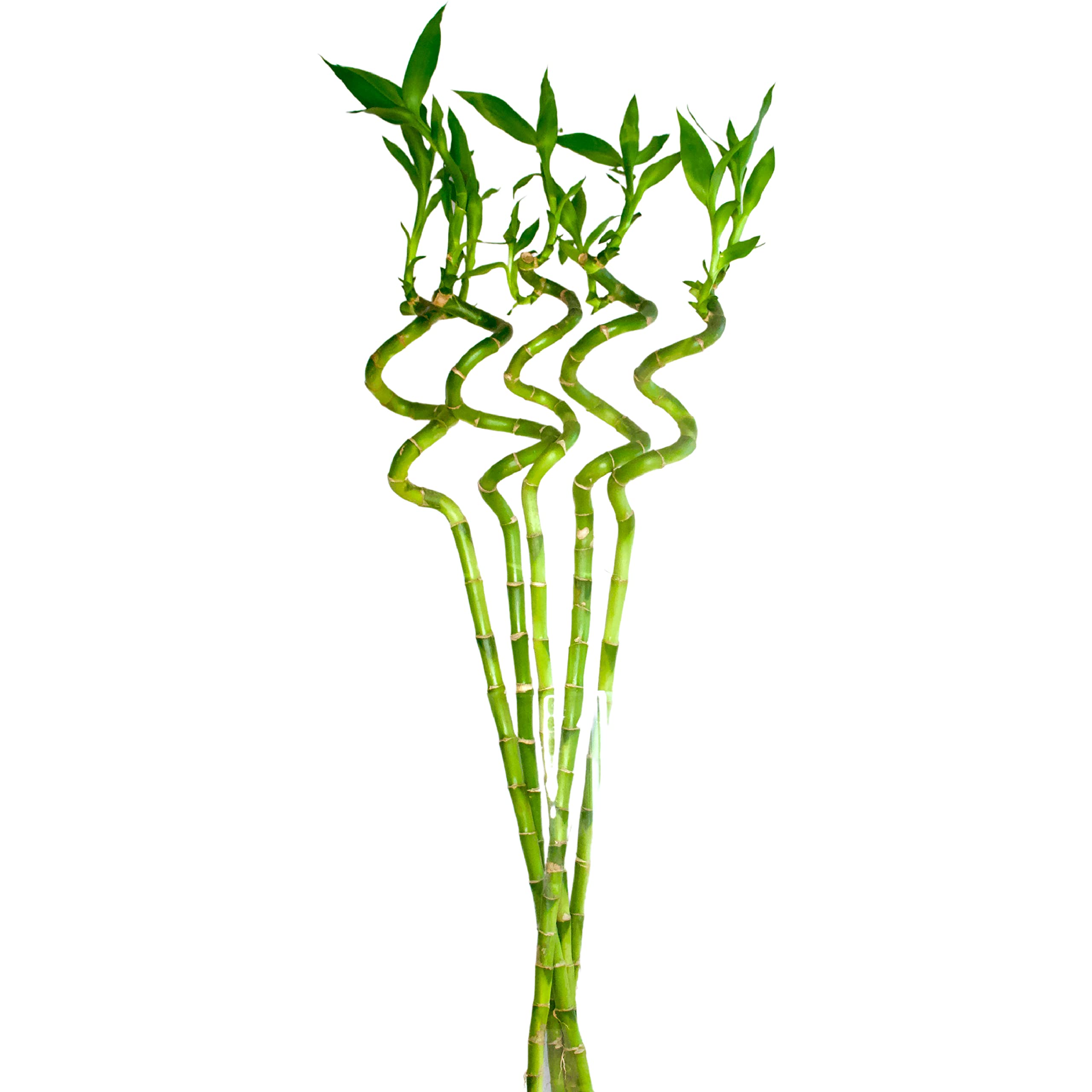 Ratanshis Ratanshi Agro-Hortitech Lucky Bamboo 60 Cm Spiral Sticks - Set Of 5 (B0C2V7D9S2) Amazon Price History, Amazon Price Tracker
