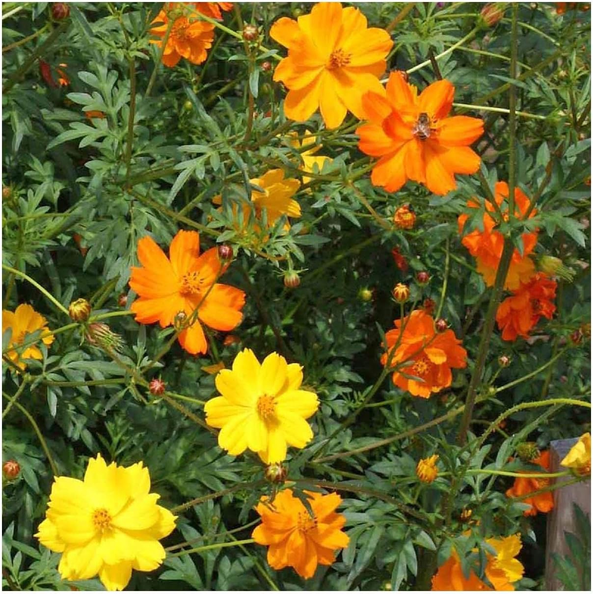 Everwilde Farms - 1 Lb Bright Lights Mix Cosmos Wildflower Seeds - Gold Vault