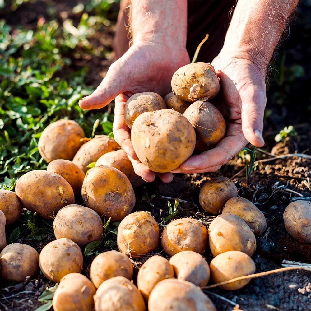P. EMME Patate silane IGP kg.5 di PATATE coltivate in Sila Calabria Patate a pasta gialla