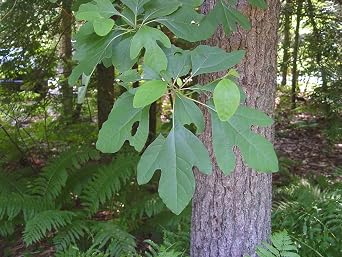 Bulk Herbs: Sassafras Leaf