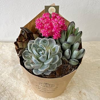 Amazon|多肉植物 寄せ植え【サボテン&多肉植物 寄せ植え 4号サイズ Amazon|多肉植物 寄せ植え【サボテン&多肉植物 寄せ植え 4号サイズ