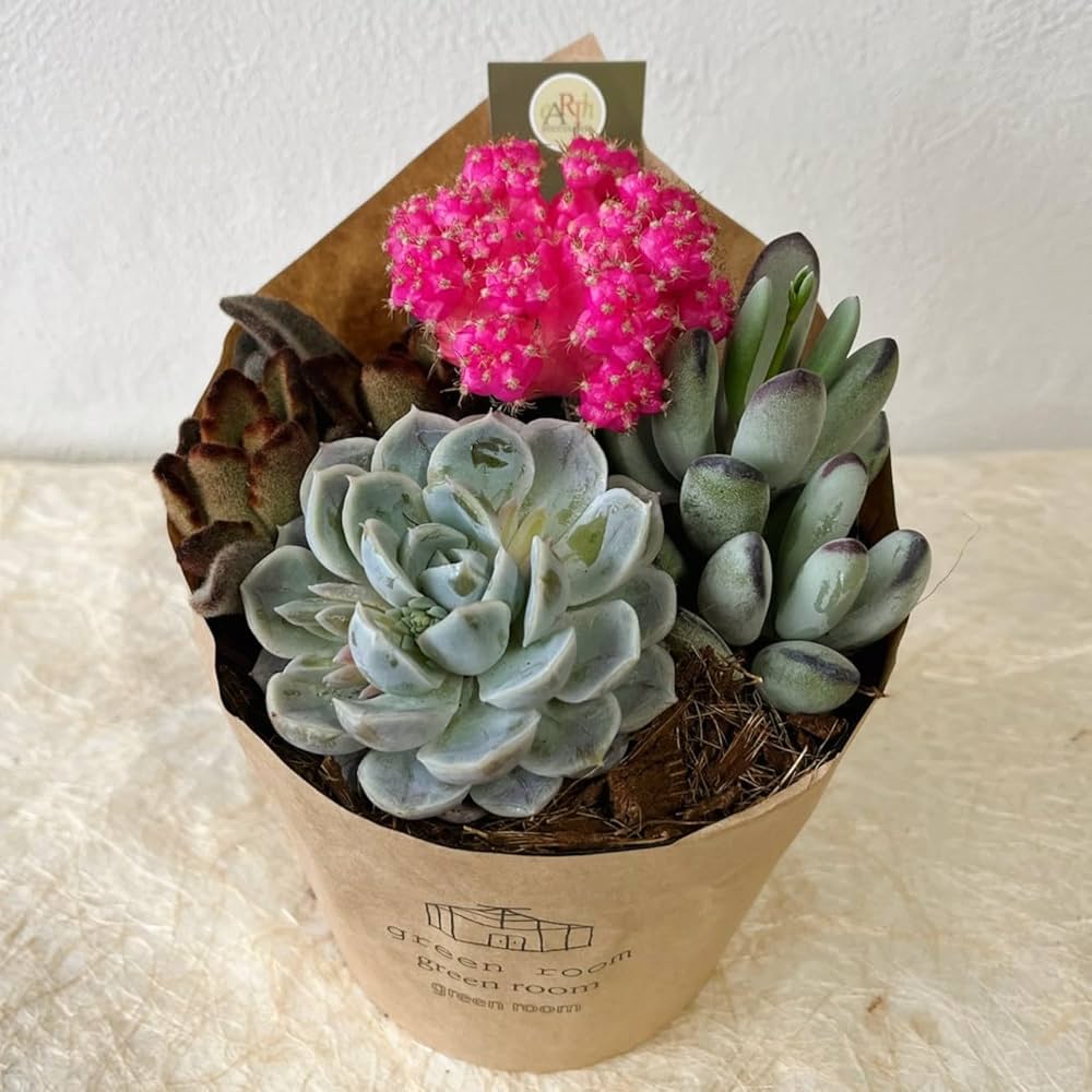 ❤️専用❤️多肉植物❤️そのまま飾れる寄せ植え❤️４点❤️ ❀多肉植物寄せ植え❀ そのまま飾れる寄植え - メルカリ