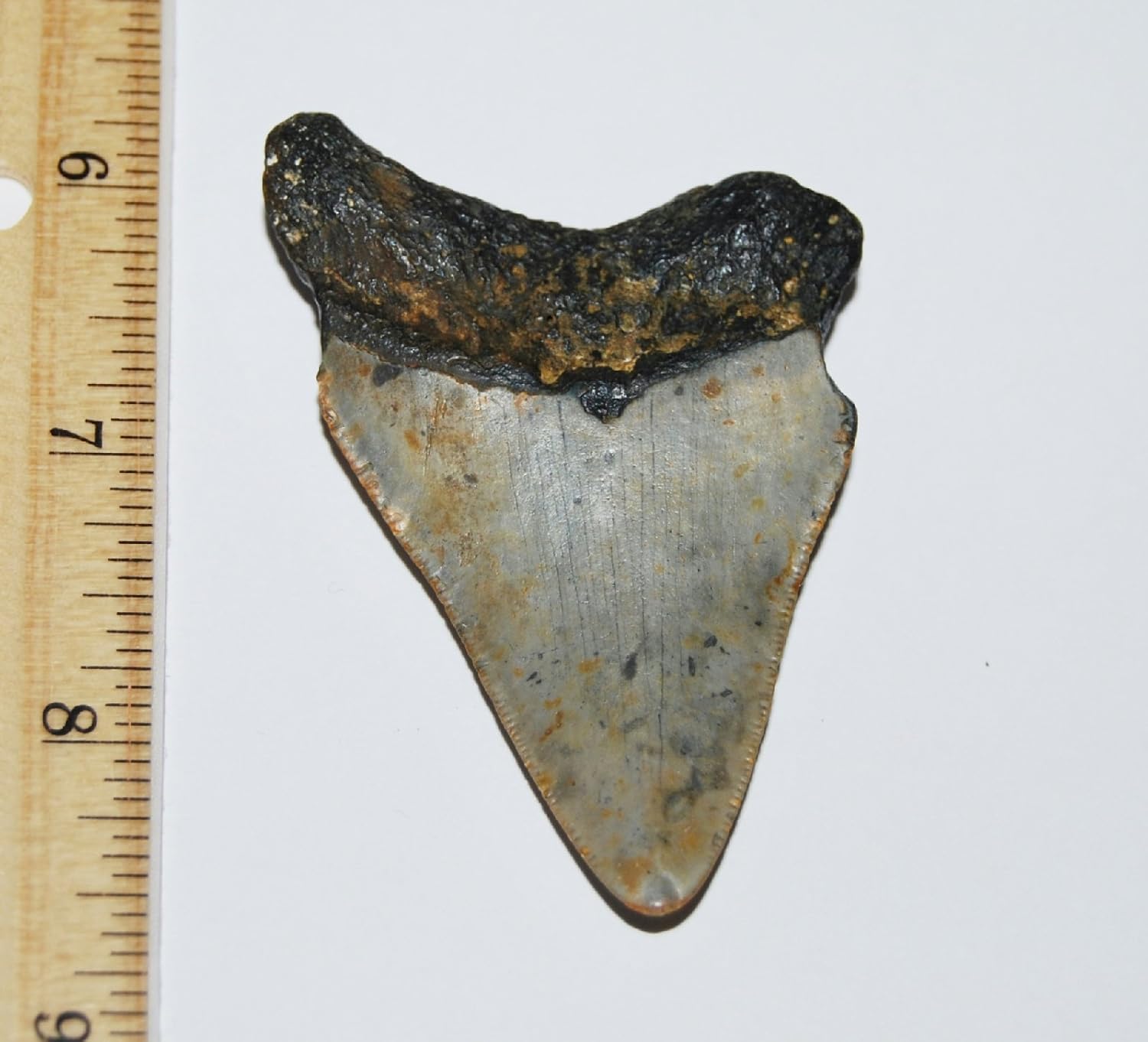 MEGALODON TOOTH Fossil SHARK 2.901 inches - Up to 25 Million Years Old #1516 5o