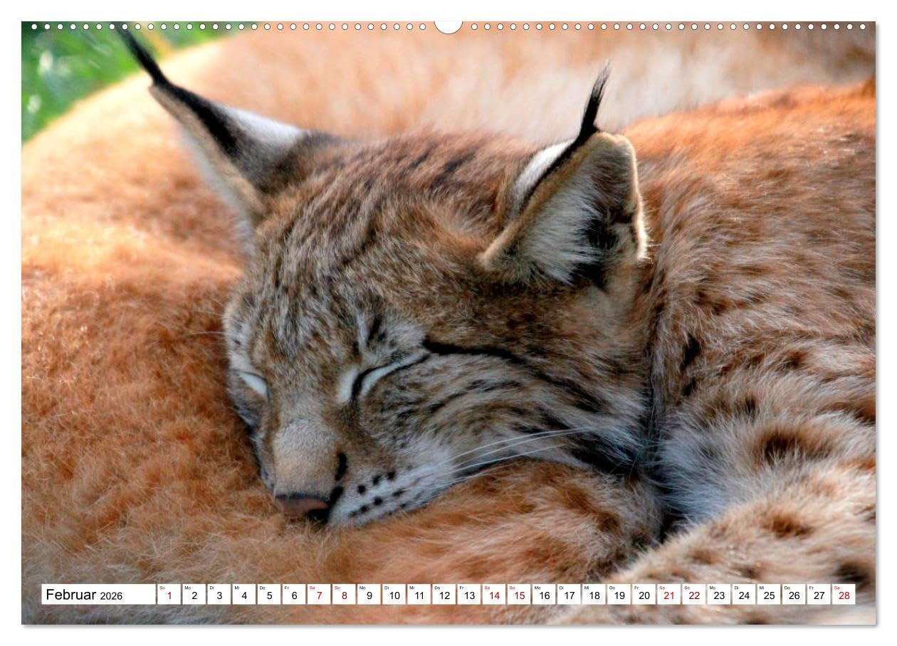 Familie Luchs - Die Jäger mit dem Pinselohr (Wandkalender 2026 DIN A2 quer), CALVENDO Monatskalender: Im Leben einer Luchsfamilie (CALVENDO Tiere)