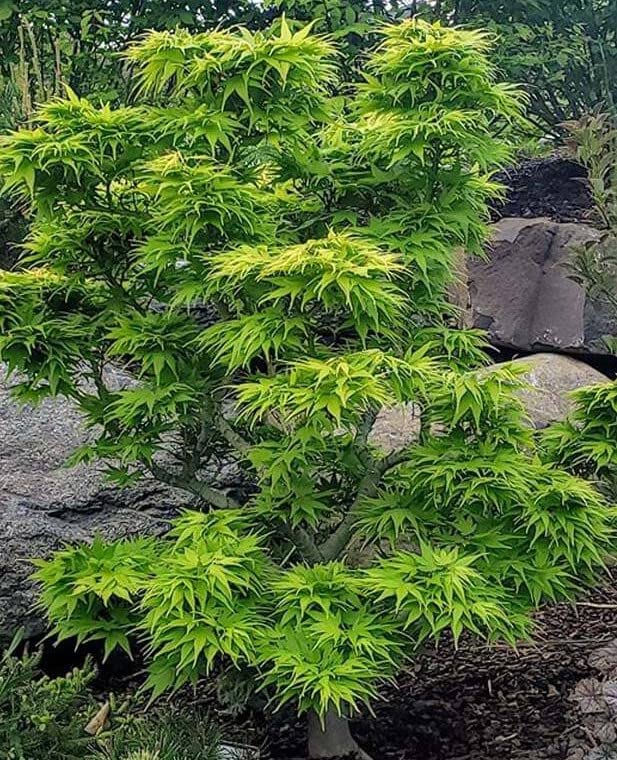Mikawa Yatsubusa Dwarf Japanese Maple - Live Plant - (2.5 QT)