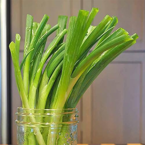 Miniatura 3 de QAUZUY GARDEN 50 semillas de cebolla verde, semillas sin OMG, fáciles de cultivar, de crecimiento rápido, perenne, para interiores y exteriores