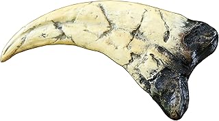 Utahraptor Dinosaur Life Size Raptor Claw Fossil Replica