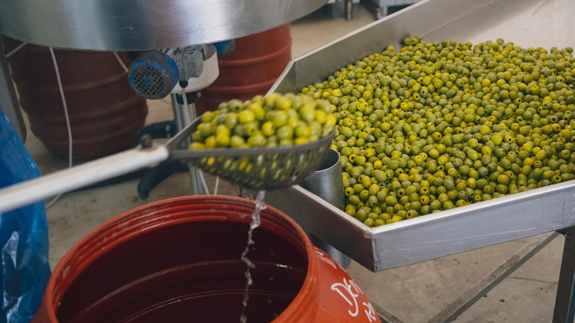 Italienische Oliven mit Knochen in 4 Beuteln à 500 g (Grüne Oliven in Salzlake 4 Beutel à 500 g) Gewinner des nationalen Monna Oliva-Preises