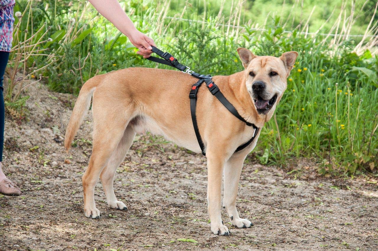 KARLIE PETTORINA DI SICUREZZA AUTO CANI XL - 60-100 CM - Foto 10