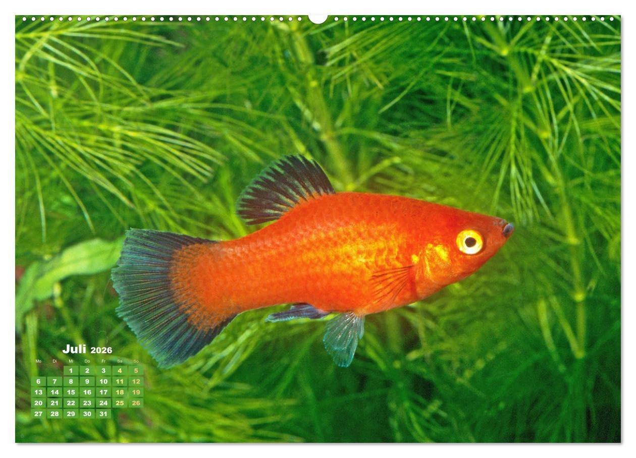 Glanz im Aquarium: Süßwasserfische (hochwertiger Premium Wandkalender 2026 DIN A2 quer), Kunstdruck in Hochglanz: Schönheiten im Aquarium - ... und Zebrabärbling (CALVENDO Tiere)
