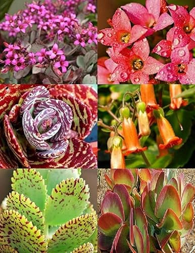 Kalanchoe Variedad Mix @@ Planta Rara Exótica Suculenta Semillas Floración Maceta 20 Semillas