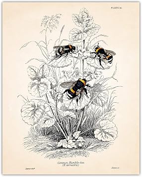 Buzz Unplugged Vintage Bumble Bees Wall Art Print - 8x10 Unframed Picture For Home, Office, Dorm & Bedroom Decor