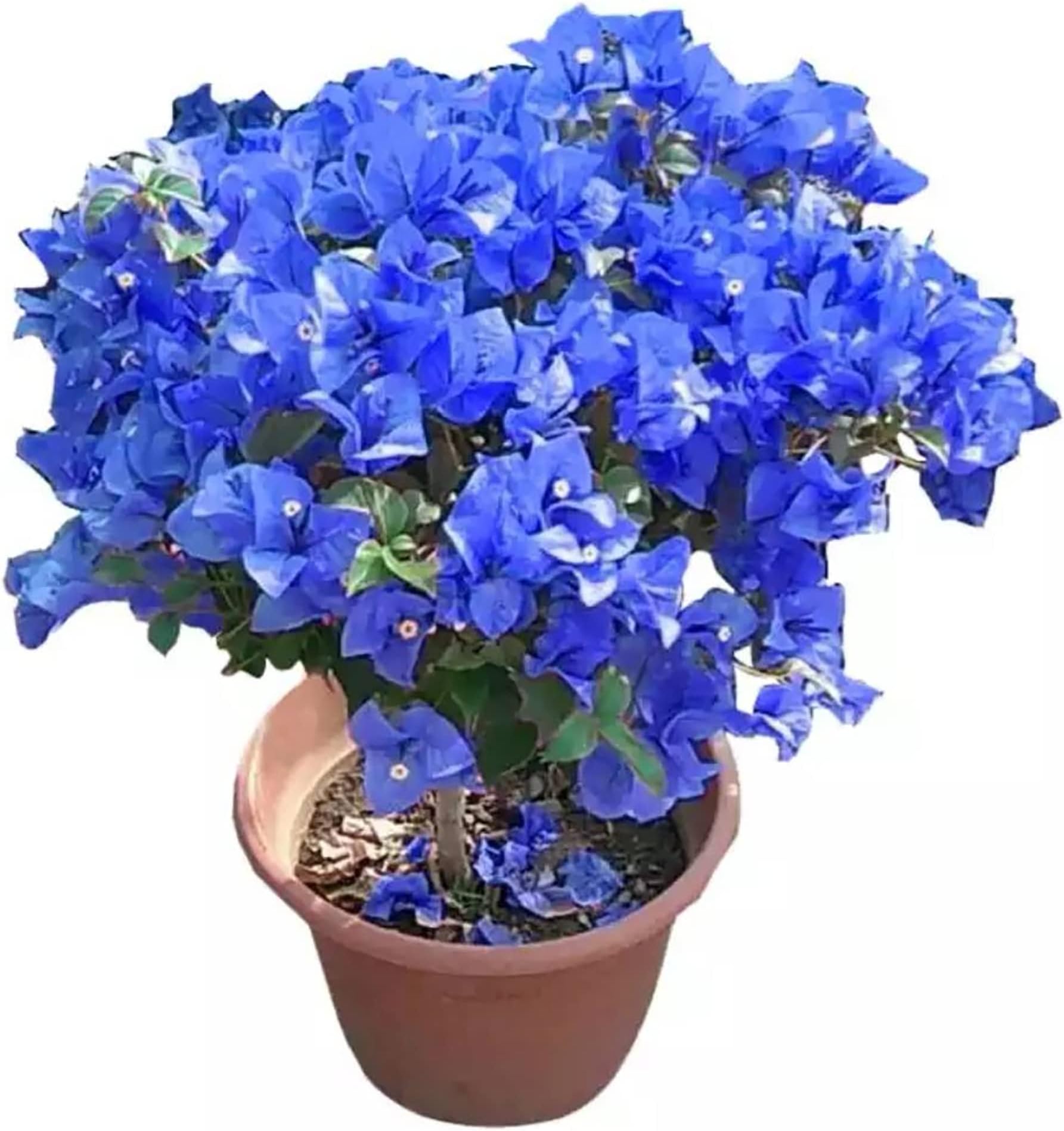 Blue Bougainvillea Spectabilis Seeds Vibrant and Showy Bracts Favorite Choice for Adding Color and Tropical Charm to Gardens, Used to Cover Fences, Trellises, Walls 50Pcs by YEGAOL Garden