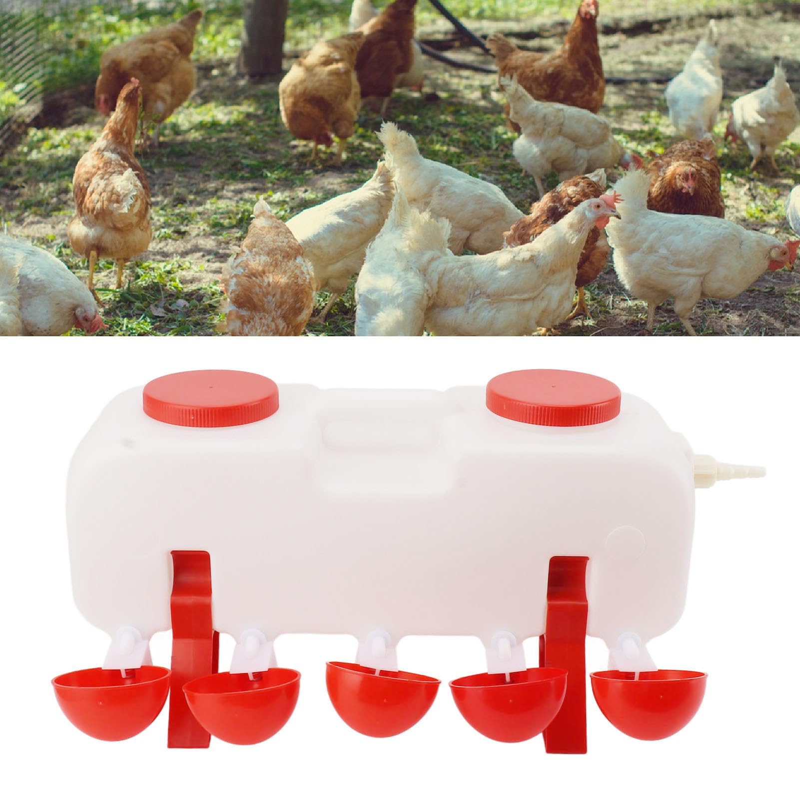 Abbeveratoio automatico per pollo, 10 l, grande bicchiere per pollame con 10 ciotole per anatra, oca