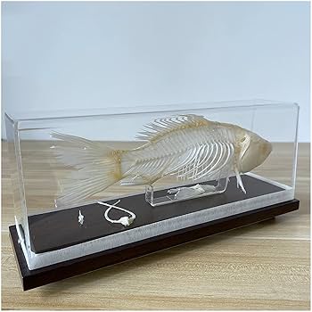 Amazon.co.jp: 魚の骨の標本-本物の魚の骨格モデル-展示ホール