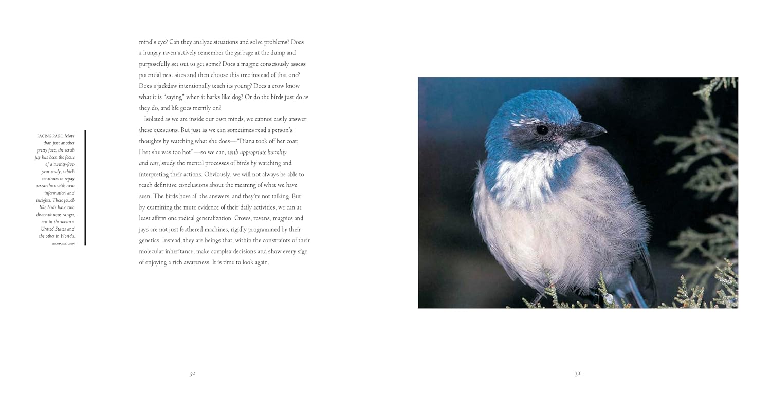 Bird Brains: The Intelligence of Crows, Ravens, Magpies, and Jays