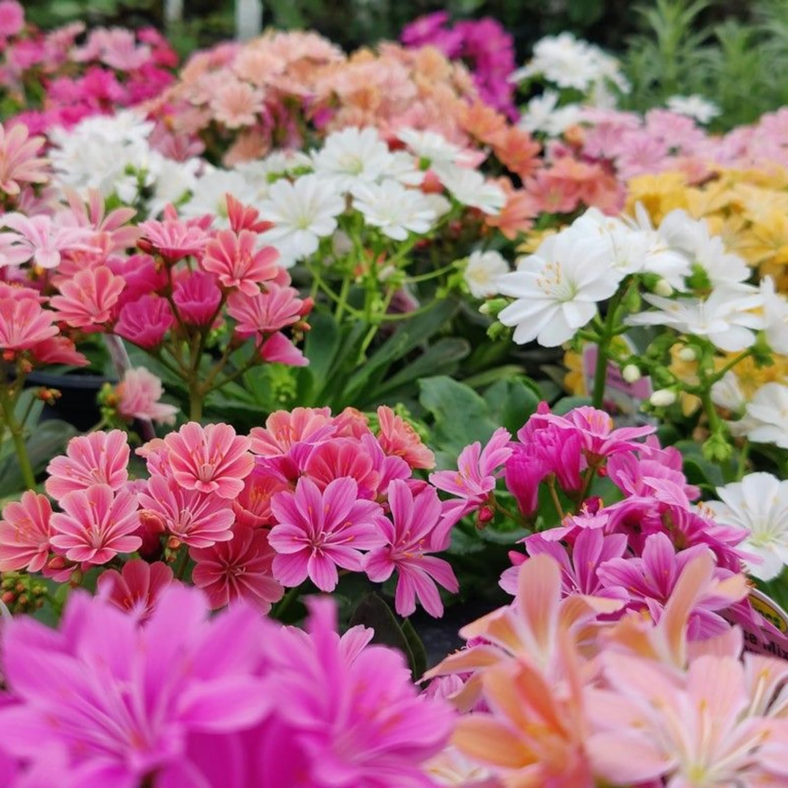 Carbeth Plants Lewisia Cotyledon Siskiyou Mixed Plant 2 x 1L Pot - Colourful Spring Flowering Evergreen Perennial - Hardy Low Maintenance Outdoor Shrub - Ideal for Rockeries, Beds & Containers