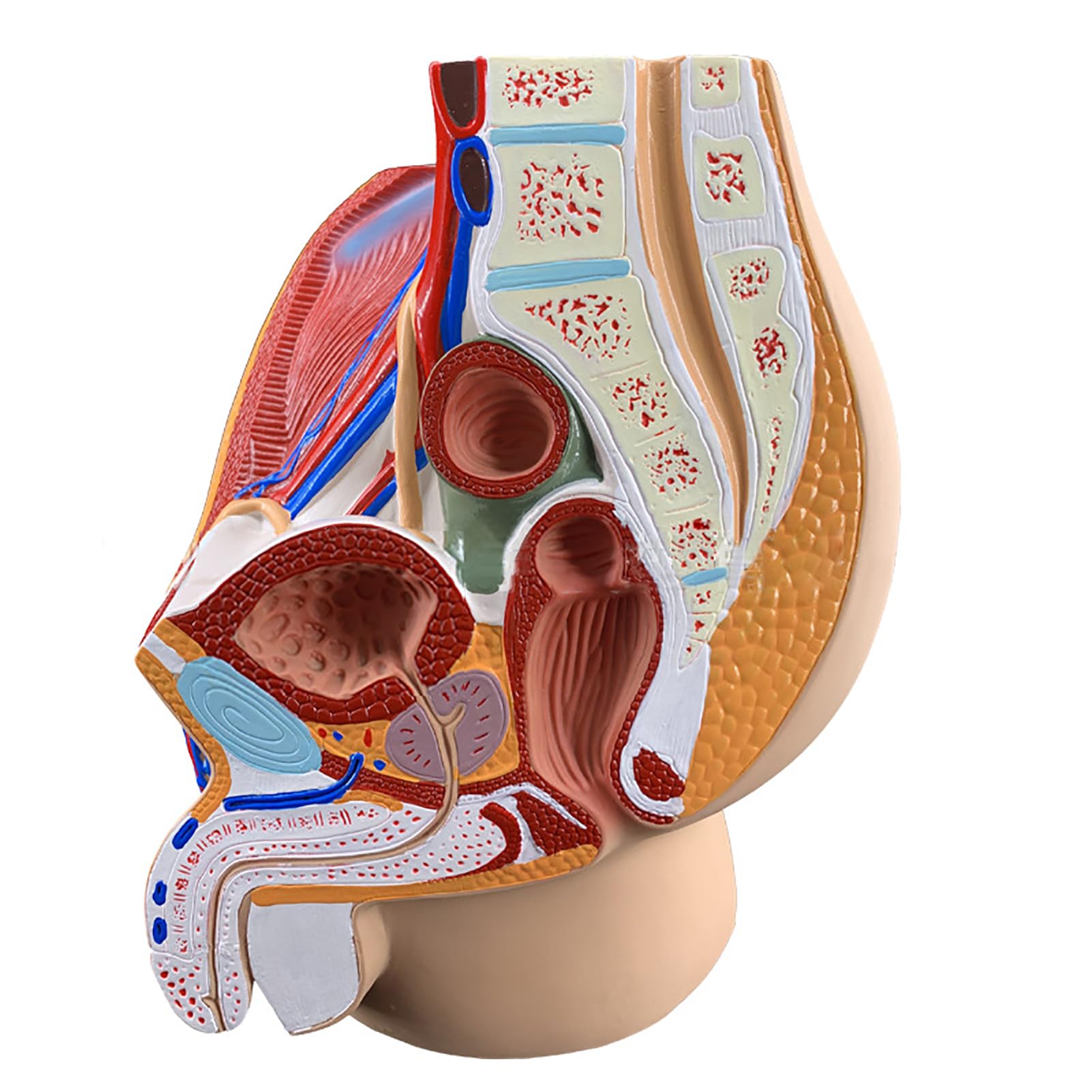 Modèle pelvic midsagittal cut AMITD pour l'éducation anatomique du squelette