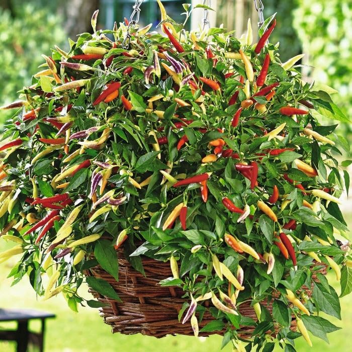 kanthari mulaku seeds For Home Planting Pack Of 70 (B0CW9Z2SQ4) Amazon Price History, Amazon Price Tracker
