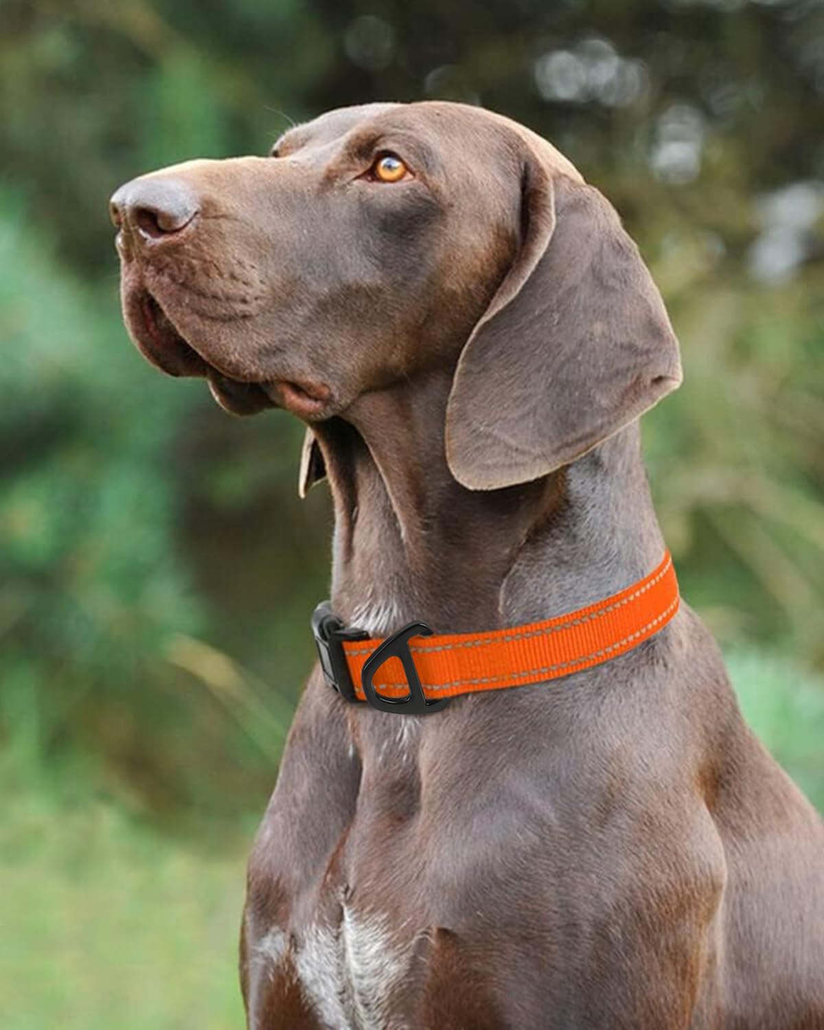 Condition photo showing Brand New for taglory reflective adjustable dog collars for puppy small medium large dogs, thin nylon webbing and quick release plastic buckle(orange, x-large)