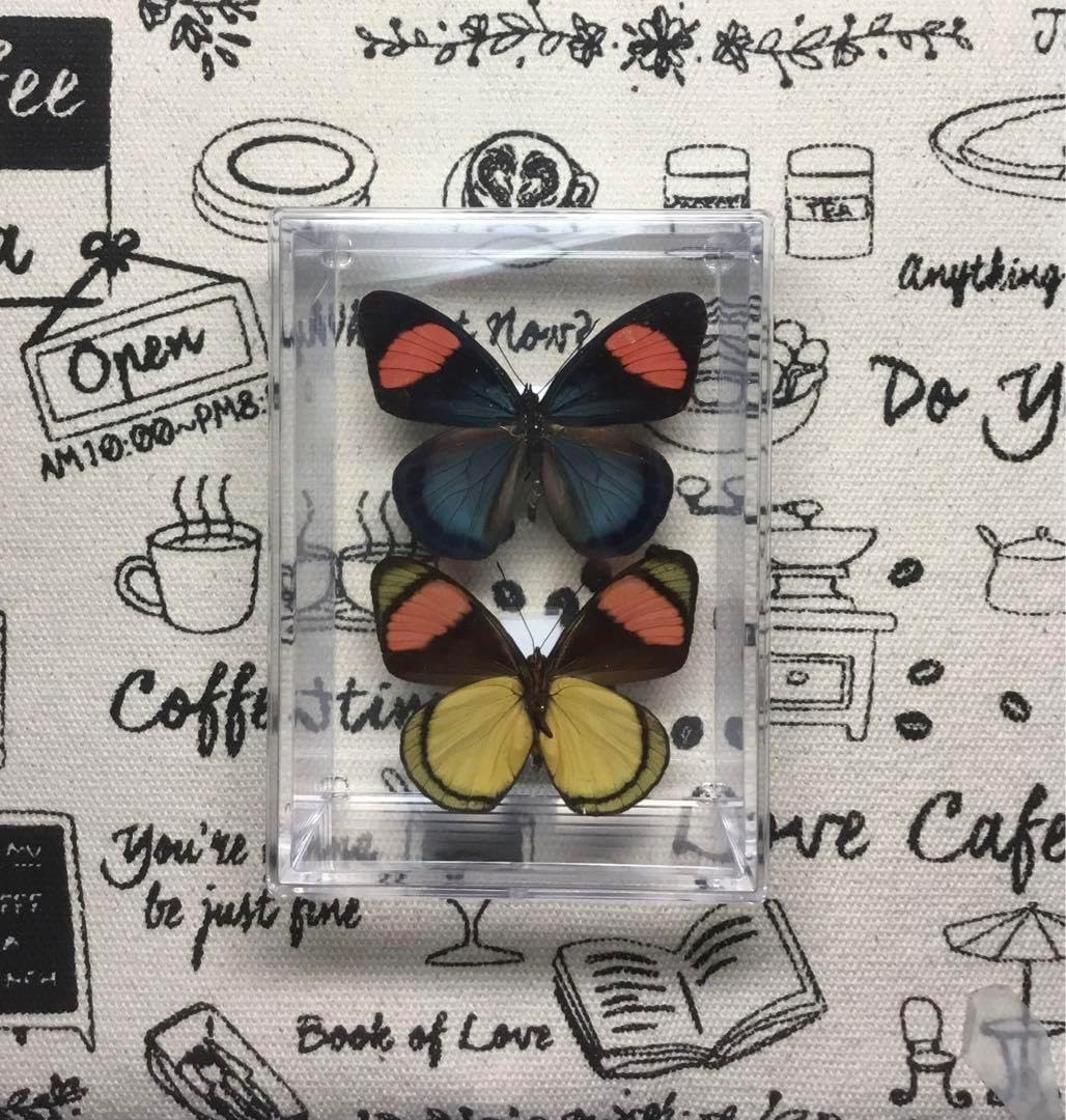 週刊少年サンデー 昭和50年 9月5日号 夏休み 増刊号 ドラえもん 表紙