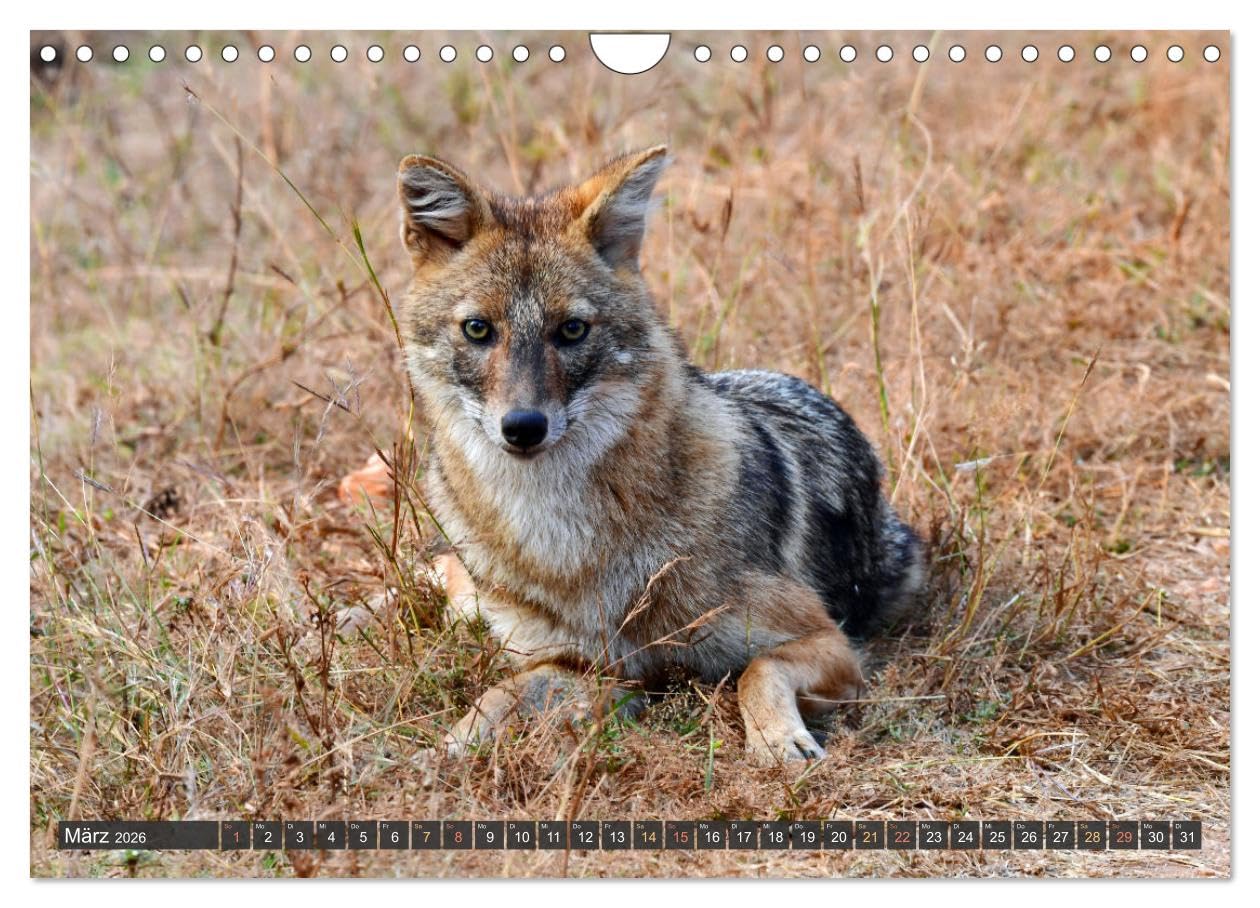 Tiere Indiens close up (Wandkalender 2026 DIN A4 quer), CALVENDO Monatskalender: Auge in Auge mit Wildtieren Indiens