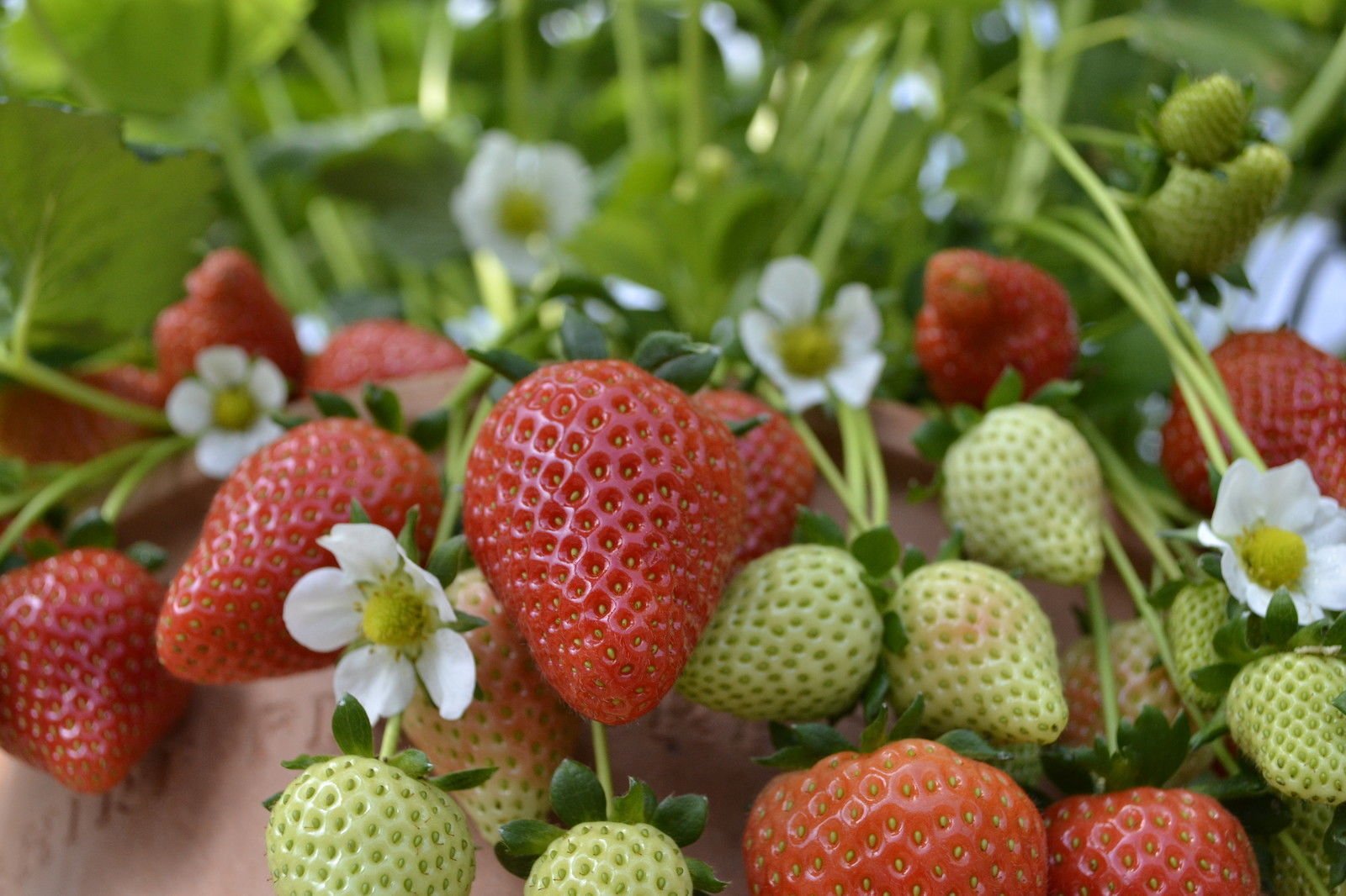 Semillas de Fresa Maravilla Amarilla / Fresas Alpinas / Fraises des Bois / Fresa Silvestre / Fresa Europea - 20 semillas/paquete - México