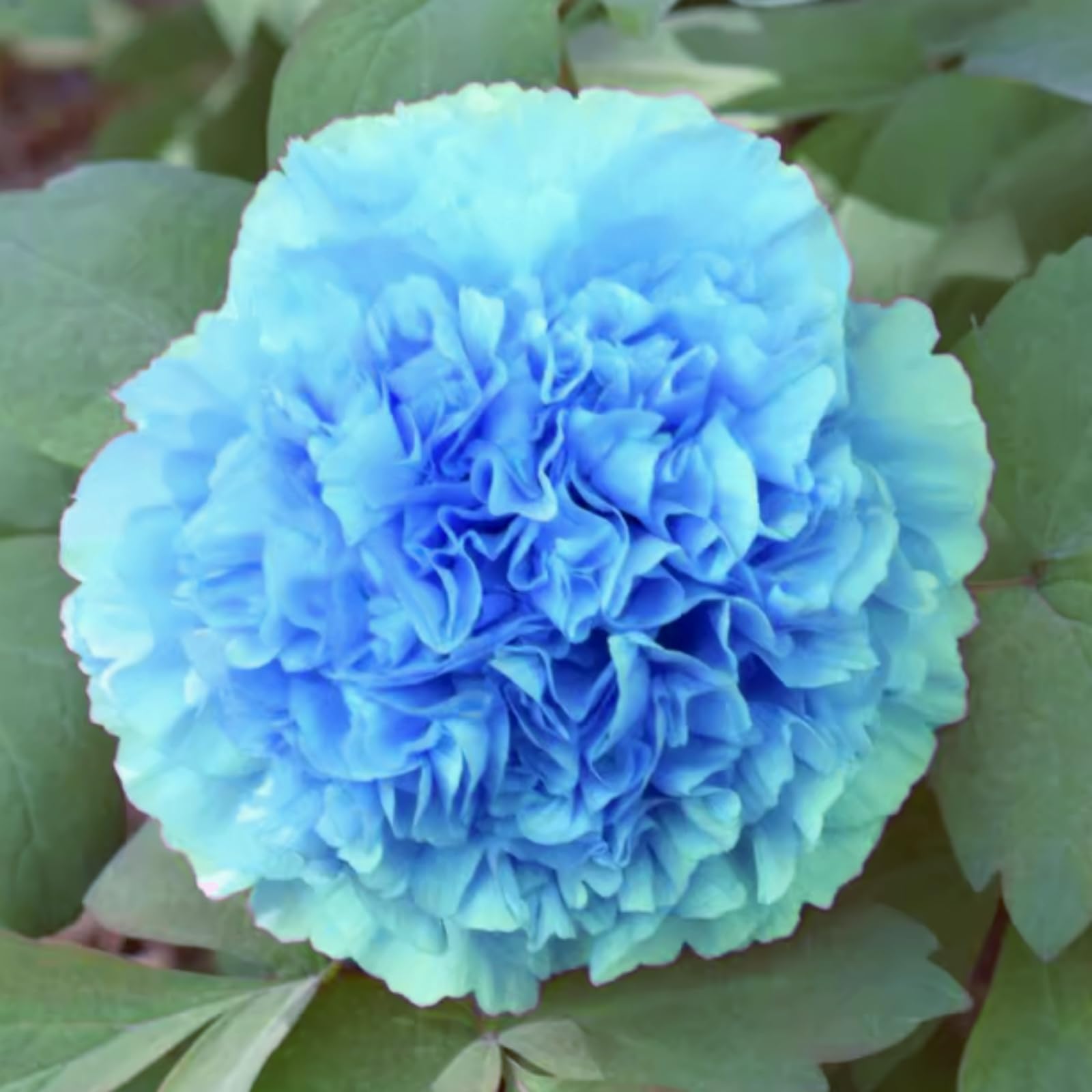 Peony Bulbs - Hardy Perennial Flower Bulbs for Garden, Professional Planting with Brilliant Blooms, Easy to Grow, Outdoor Cottage Garden Displays-2 Bulbs-I