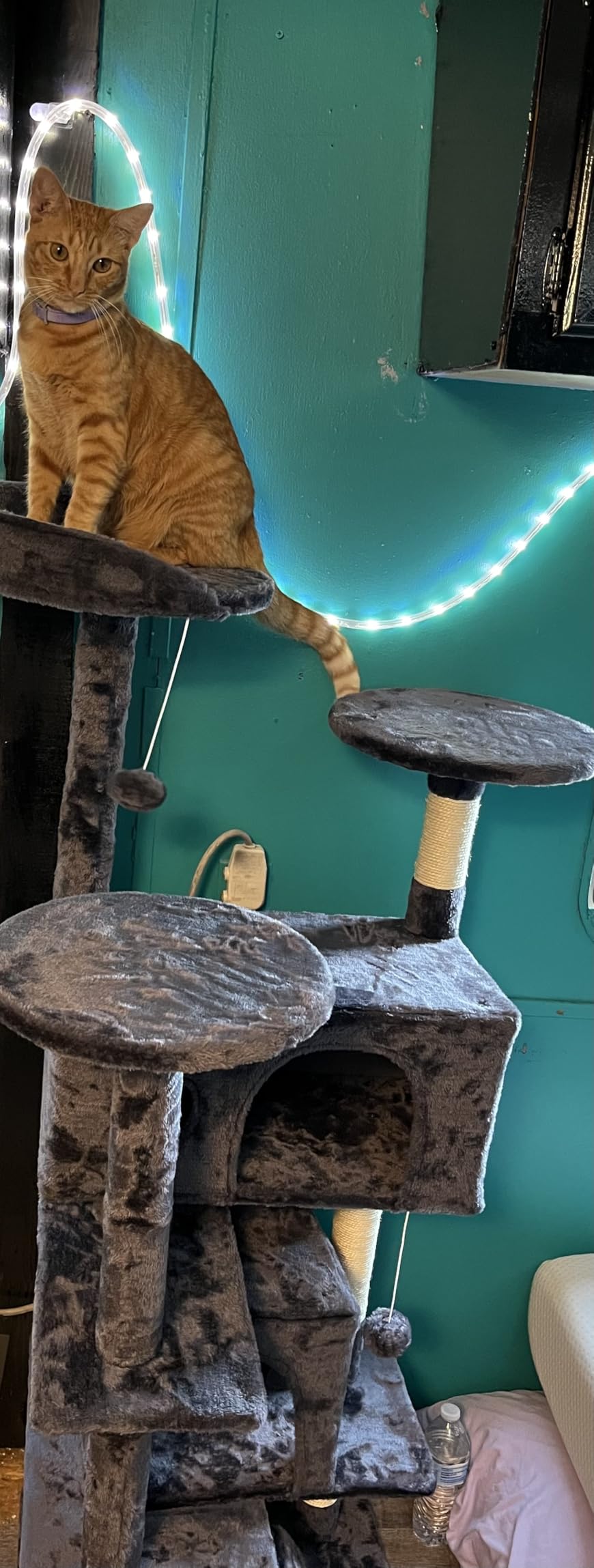 FDW Cat Tree 54in Cat Tower Multi-Level Durable Cat Scratching Post & Cozy Fun Cat Jumping Platform Space Saving Cat Condo Pet Play House for Indoor Cats,Dark Gray photo review