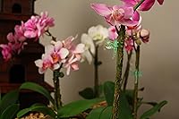 Vista 3 de SuperMoss (90545) Pinzas de orquídea libélula surtido, 16