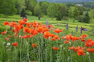 Canada, New Brunswick Landscape with wildflowers by Ellen Anon - 24x16 Art Print Poster