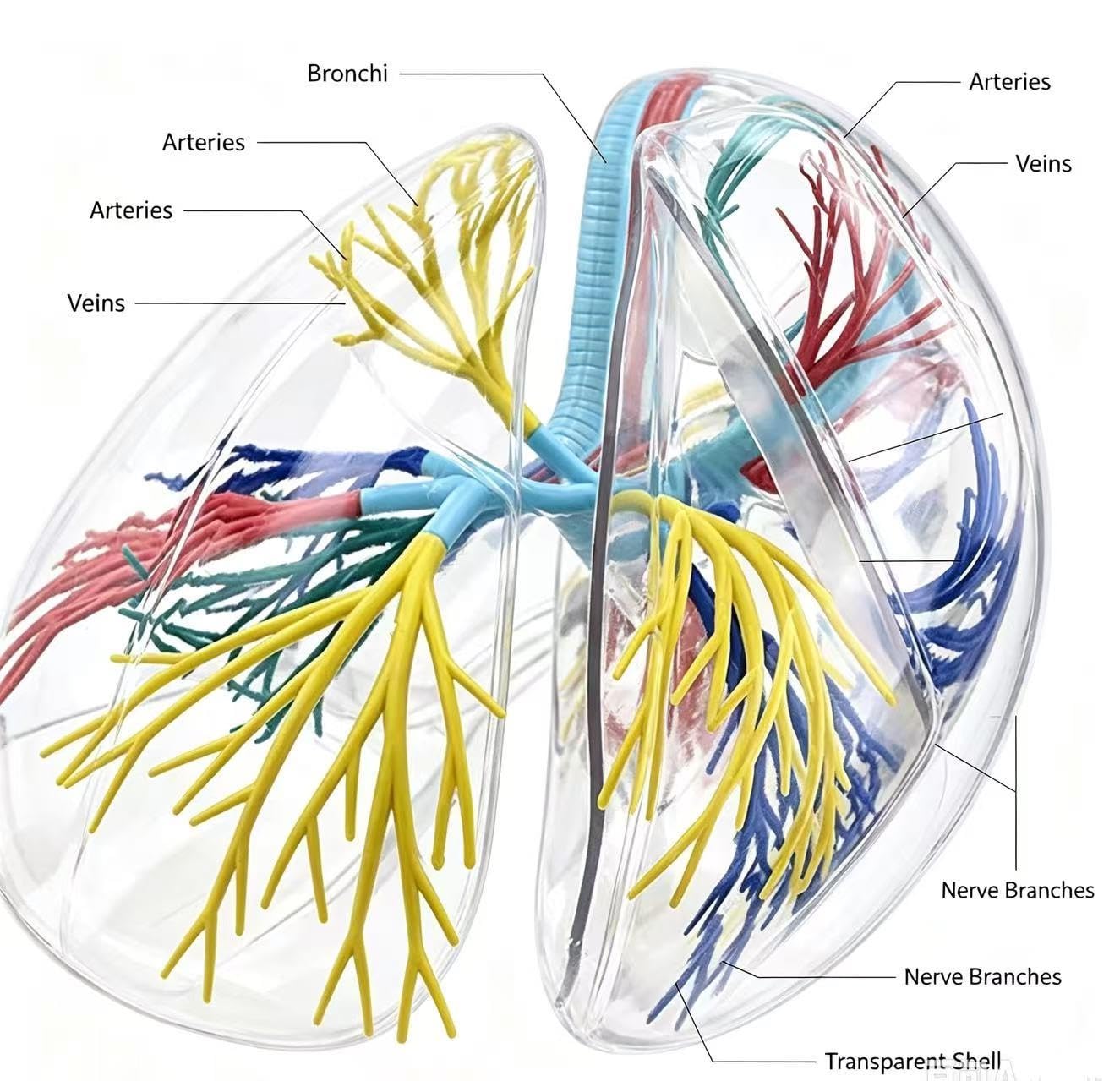 Modèle de système respiratoire en PVC agrandi 2X avec bronche