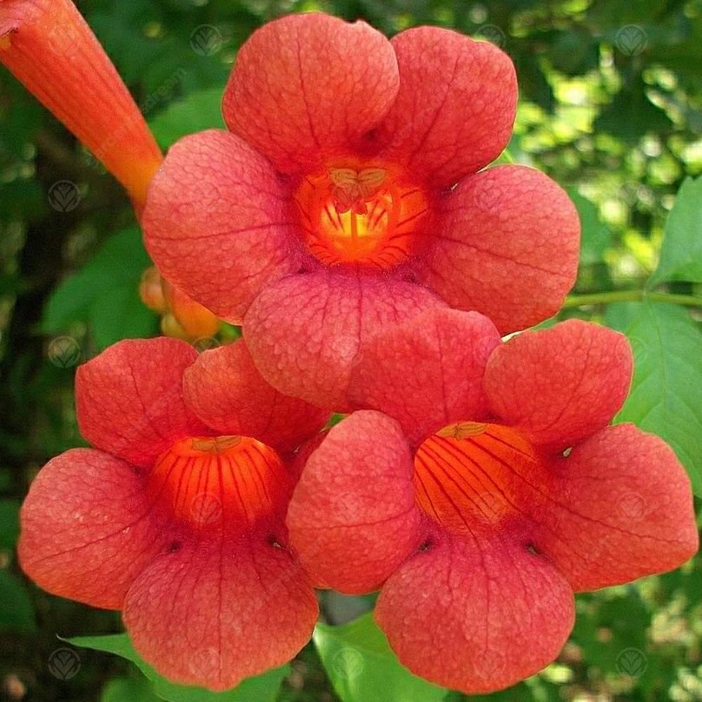GardenersDream Trompette de vigne Radicans Campsis - Plante de jardin caduque d'extérieur - Arbre grimpant de jardin extérieur - Plante à fleurs d'extérieur (60-70 cm, pot de 2 L inclus)