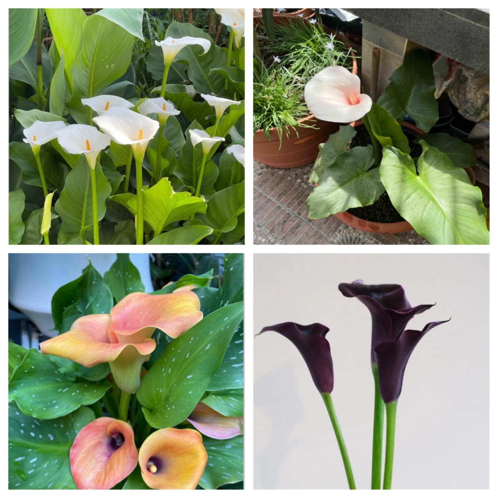 Hardy Perennial,Canna Plants UK, Excellent Display Calla Lily Bulbs, Multi-Color Mix, Multi-Bulb Set, Summer Flowering Perennial plants-6bulbs-D