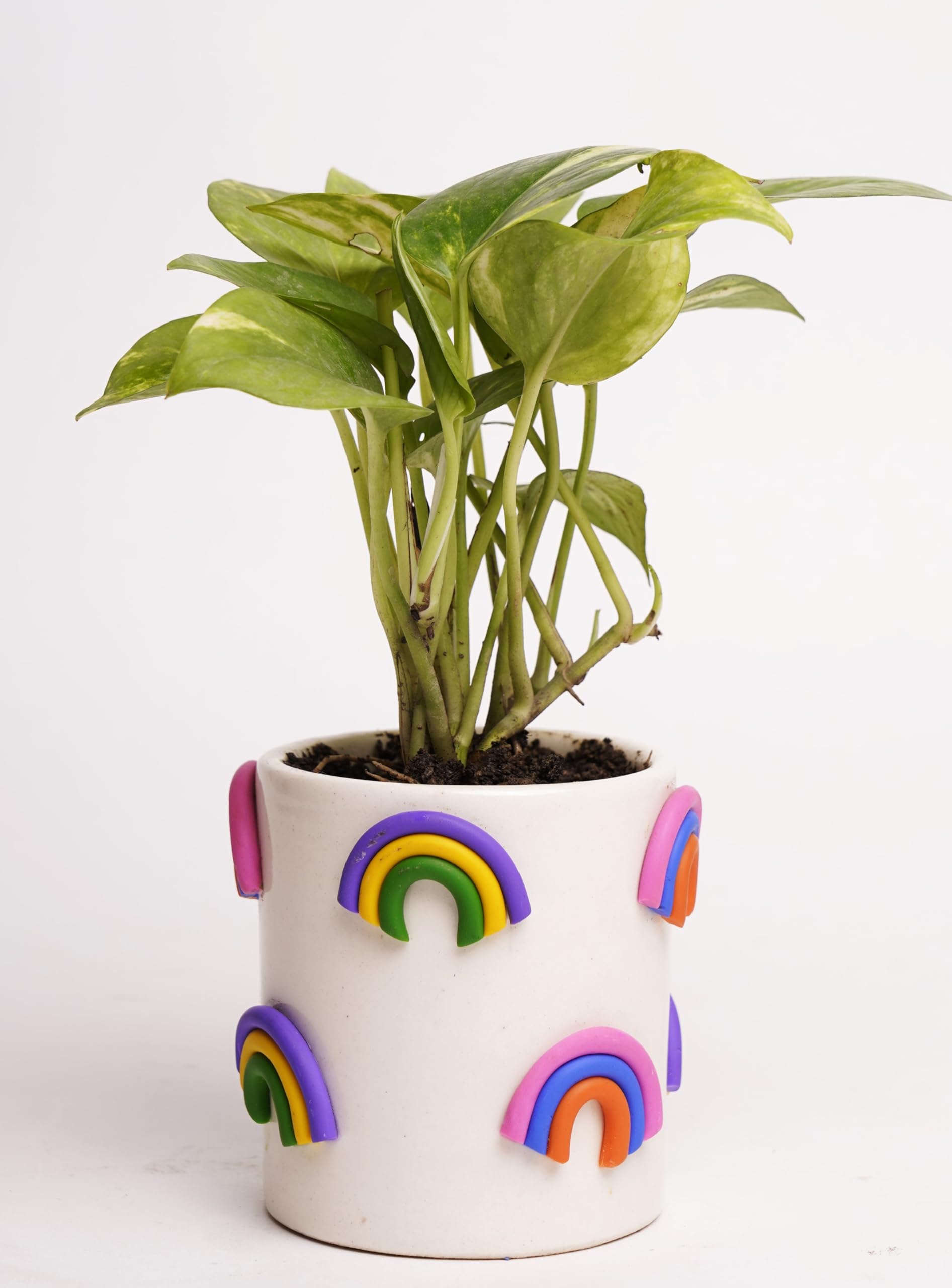 See full amazon price history chart for Local Kala Straight Out of Wonderland Planters Rainbow Decorative Item for Home Garden Indoor Outdoor Ceramic 1 Planter (Multicolour 3.5 X 3.5 X 4 Inches) Local Kala Straight Out of Wonderland Planters Rainbow Decorative Item for Home Garden Indoor Outdoor Ceramic 1 Planter (Multicolour 3.5 X 3.5 X 4 Inches) (B0CXDJJ1RJ) Amazon Price History, Amazon Price Tracker