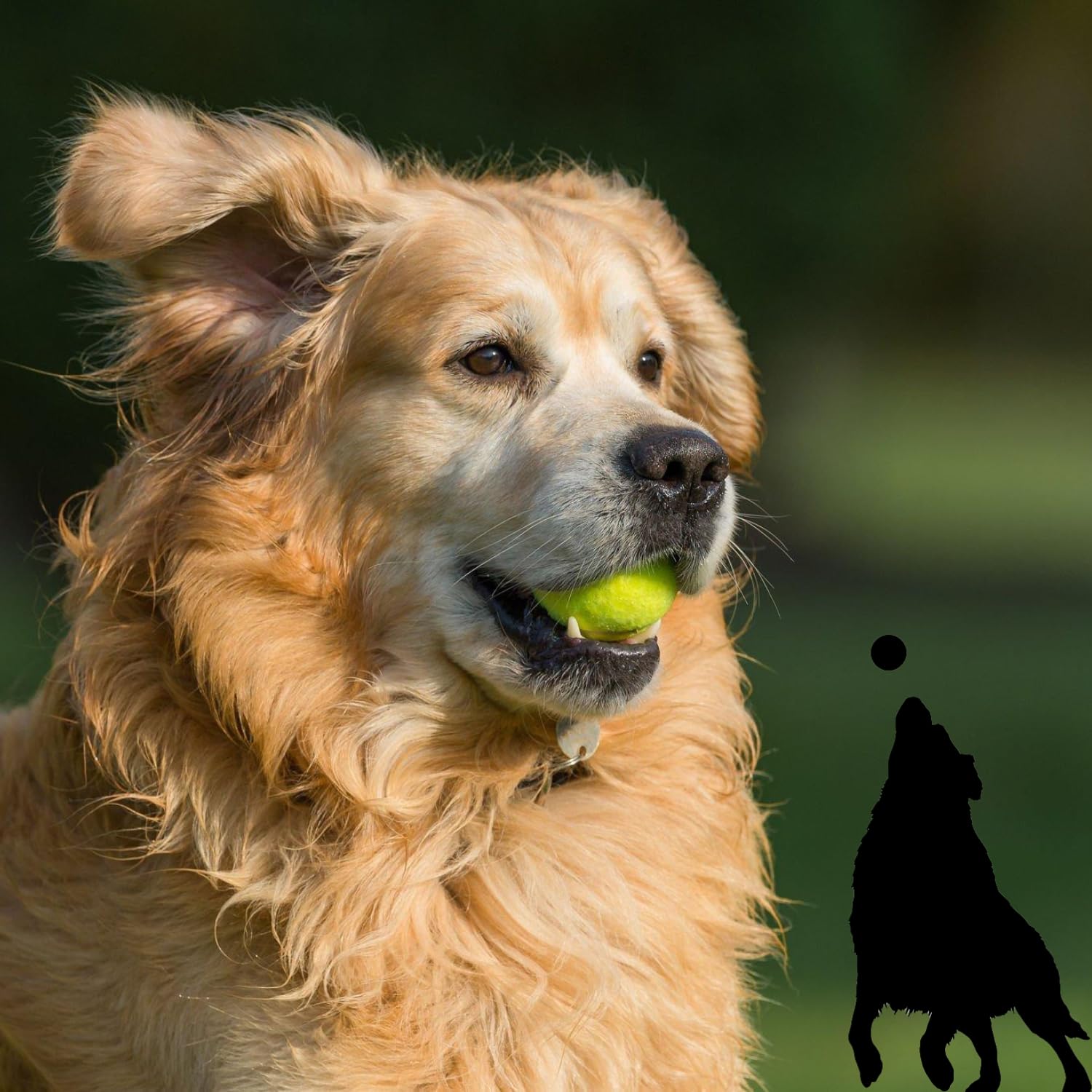 PAWISE Tennis Dog Ball Dog Toys | Combo of Tennis Ball for Dog| Non Squeaky Toys for Dogs |Dog Toy Ball| Dog Chew Toys| Balls for Dogs (Light Green, Pack of 3)