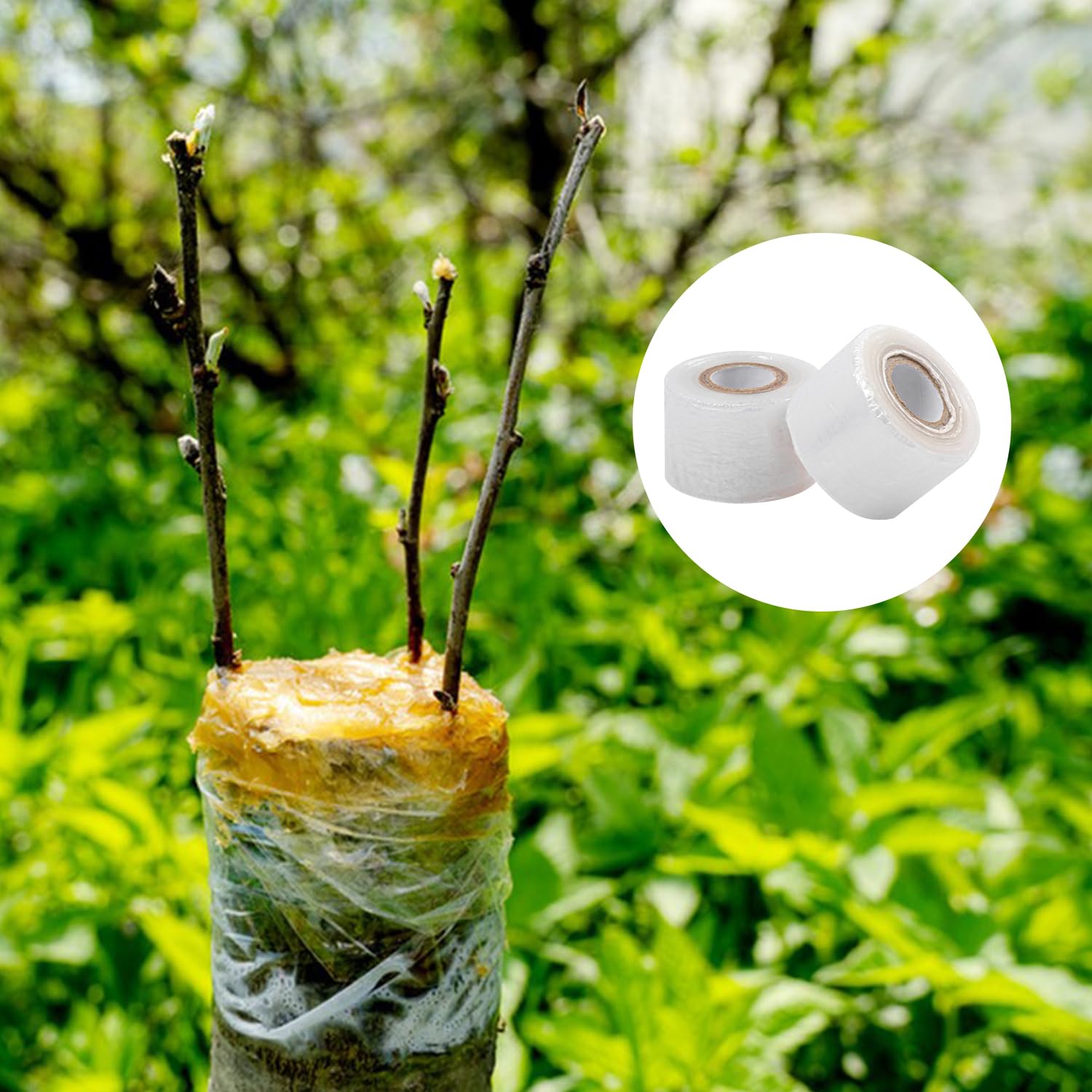 36 Pack 1.6 Inch Plants Grafting Tape, Grafting Film for Plant, Stretchable Garden Plants Repair Budding Tapes for Fruit Trees, Flower, Persimmon Trees, Vegetable