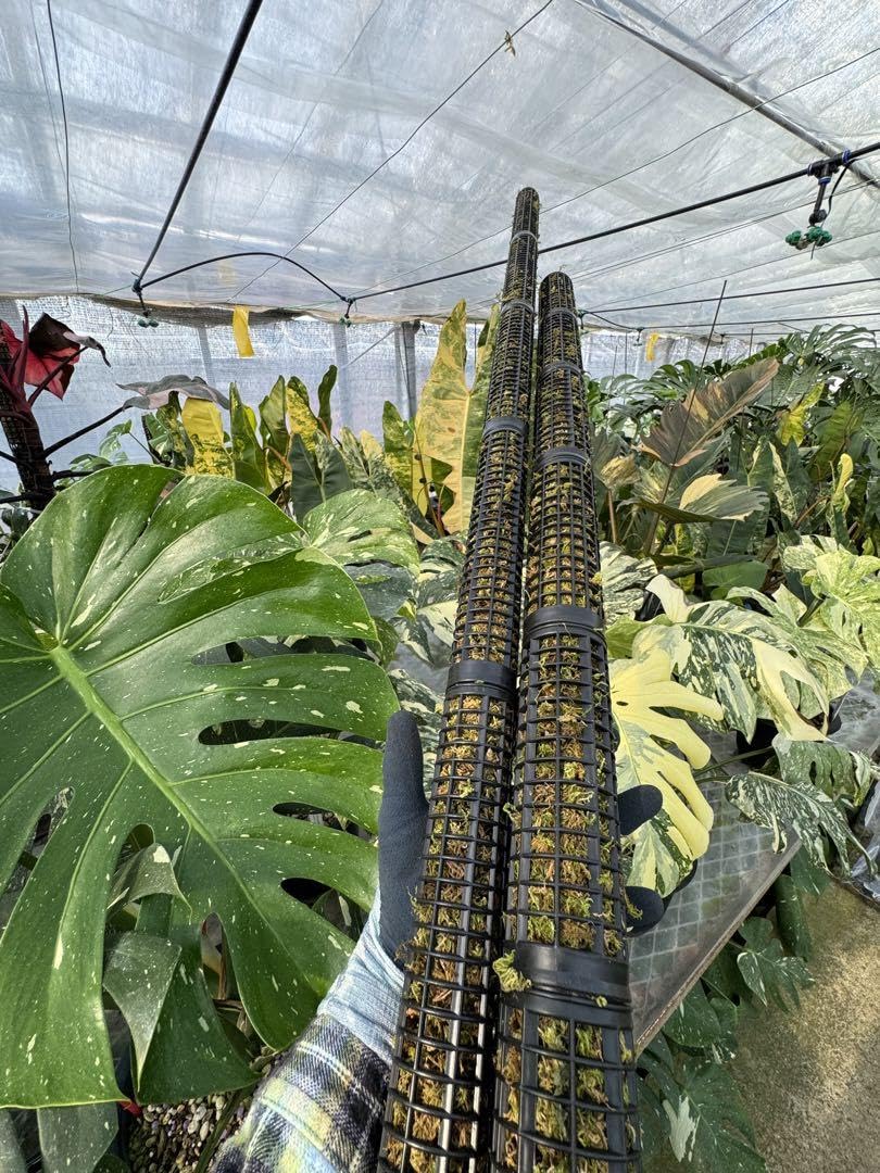 Amazon.co.jp: モスポール 水苔入り済 生産プロの秘訣 植物用上り棒180