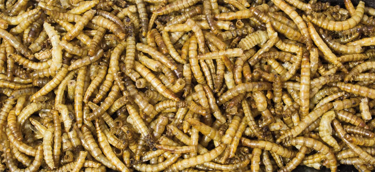 JR FARM Vermi di farina in scatola 70 g