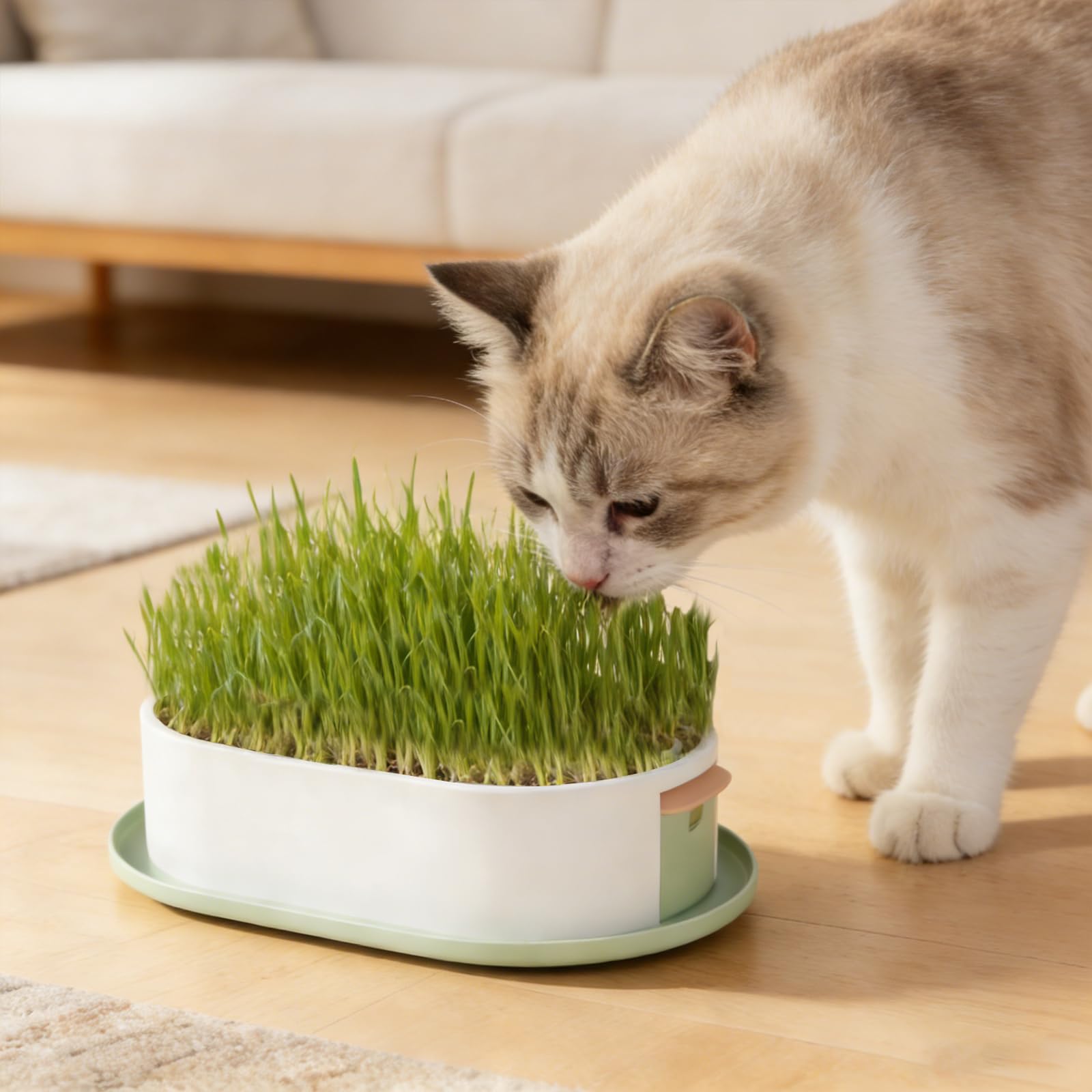 Fioriera idroponica in ABS per erba gatta con vassoio di germinazione, vaso per erba gatta per sistema di giardinaggio indoor, vaso per coltivazione di erba gatta senza suolo per il