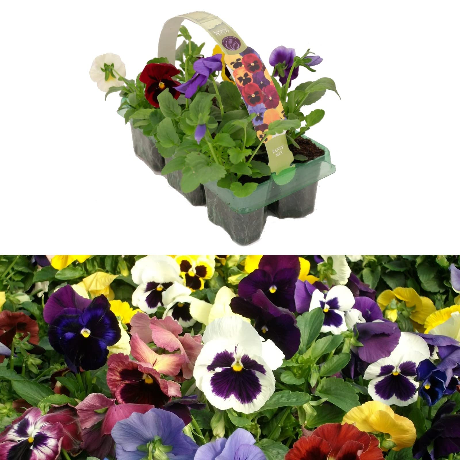Pansy 12 Plants Mixed Pack - Ideal for Pots, Containers and Beds - Lovely Mix of Colours โ image 1
