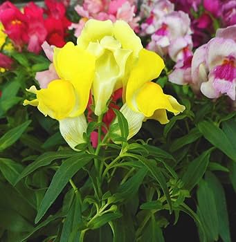 ★金魚草★ 完売致しました 2023.1.21 墨朱文金 31cm オス 明け4歳