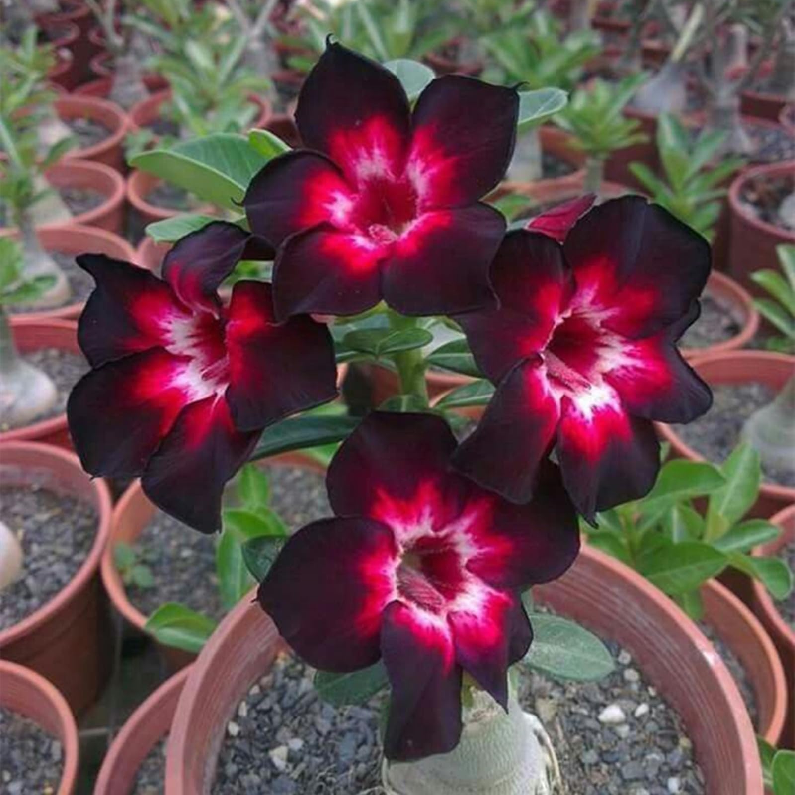 Desert Rose Bulbs for Planting Now UK Ornamental Perennial Natural Organic Unique Good for Containers Cold-Resistant Easy Plant Greening Flower Excellent Display-1bulb-E โ image 1