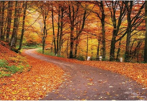 Laeacco Telón de fondo de bosque otoñal de 10 x 8 pies, paisaje de otoño, hojas de arce, carretera, tema de otoño, baby shower, decoración de fiesta