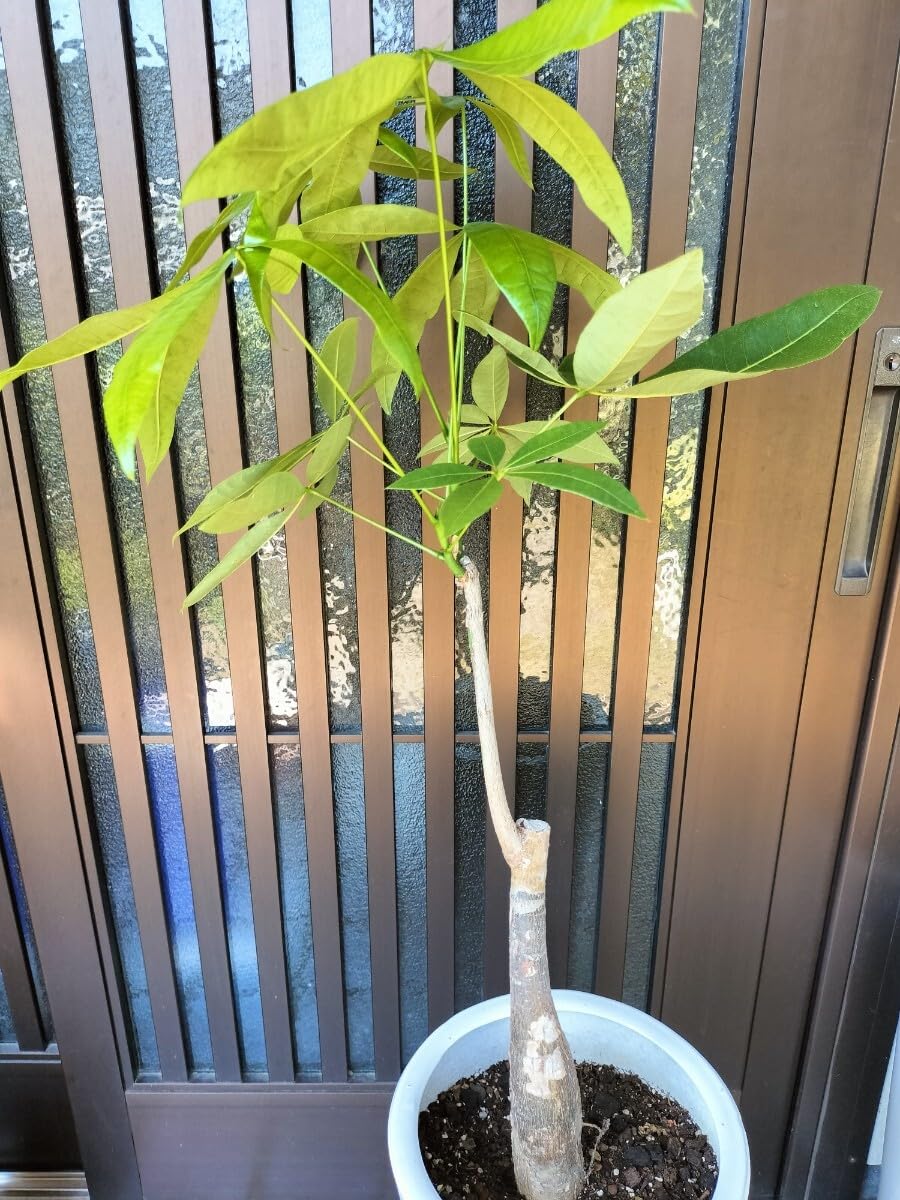 Amazon.co.jp: 大型 実生パキラ 観葉植物 抜き苗 葉先まで約70センチ