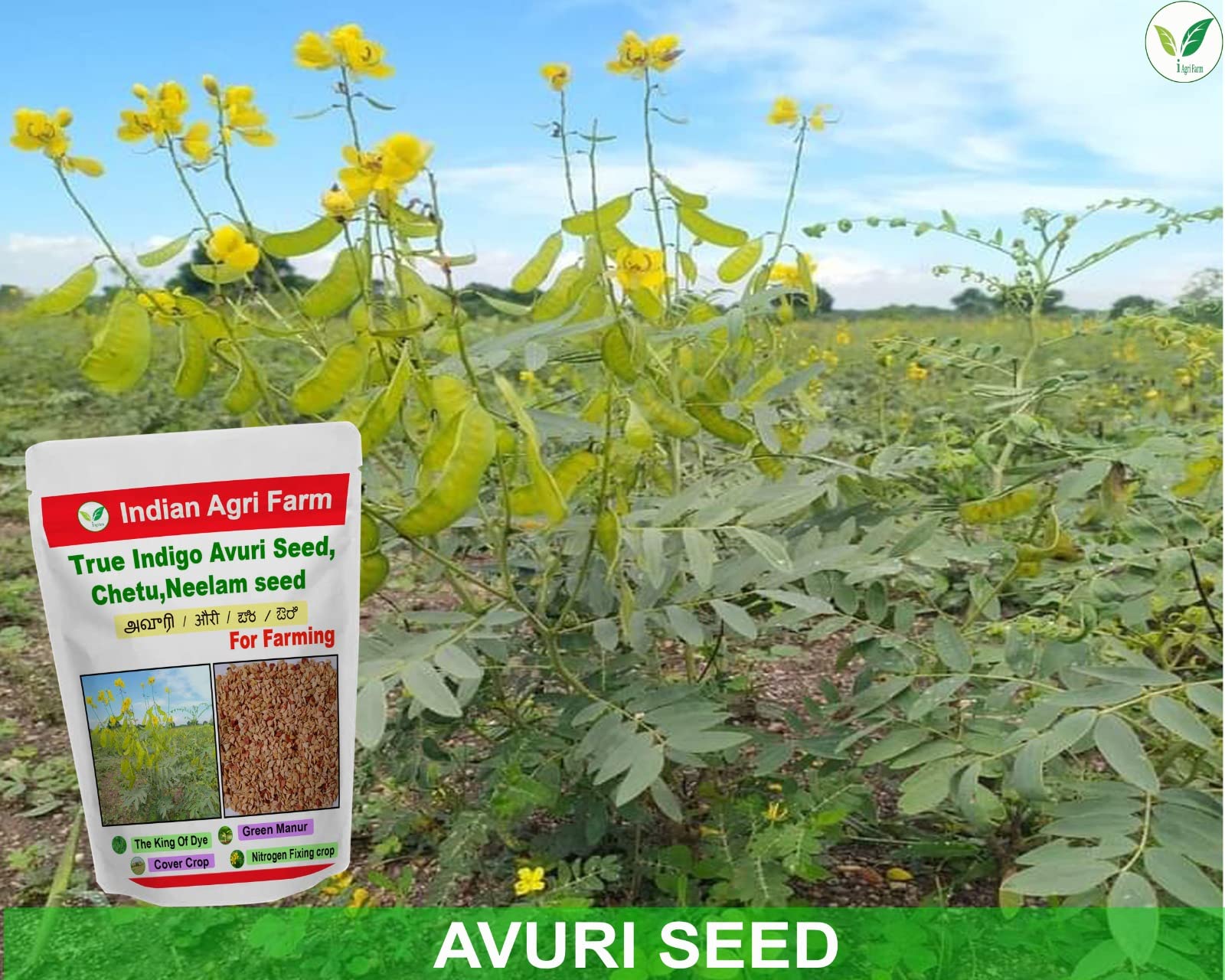 Iagrifarm True Indigo Seed - 250 g -Neeli Avuri/chetu/Neelam/Neel Seed for Plantation 1