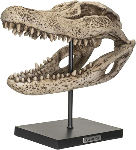 Miniatura 4 de Pacific Giftware Réplica Animales Cocodrilo Esqueleto Cráneo Fossli Figura De Resina